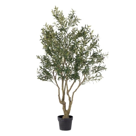 PIANTA ULIVO C-VASO H210